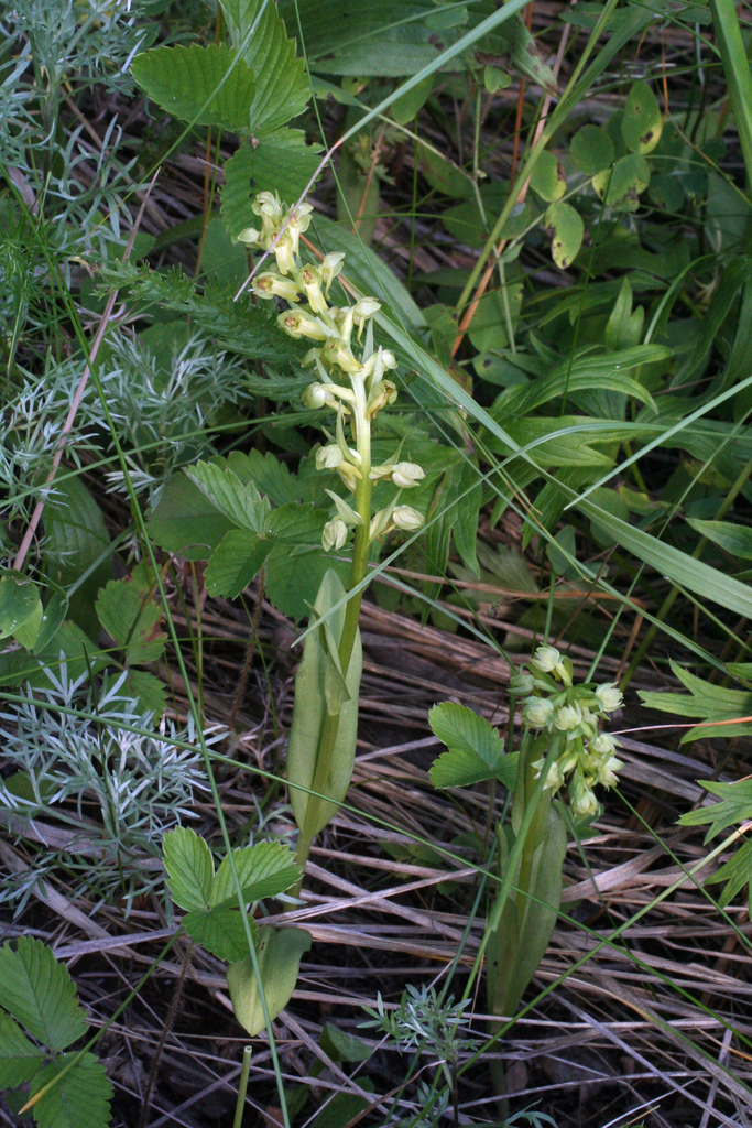 Dactylorhiza viridis