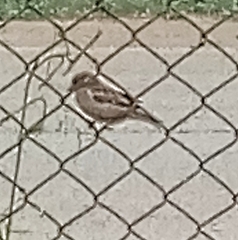 Passer domesticus