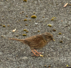 Prunella modularis