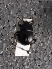 Accanthopus velikensis
