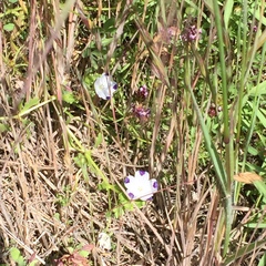 Nemophila maculata