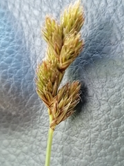 Carex leporina