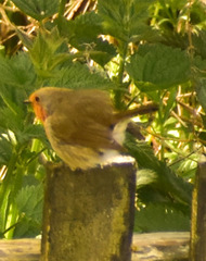 Erithacus rubecula