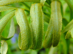 Puccinia sii-falcariae