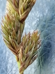 Carex leporina