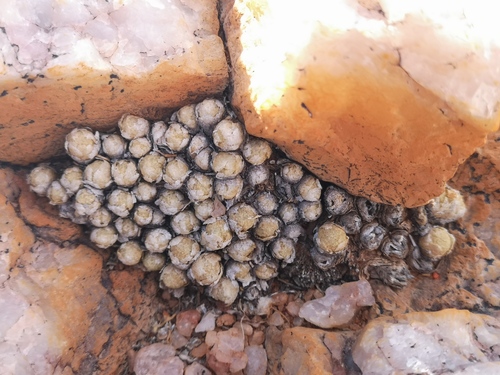 Conophytum vanheerdei