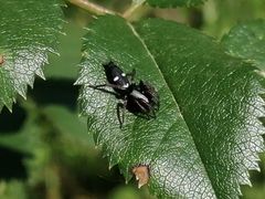 Aphantaulax trifasciata