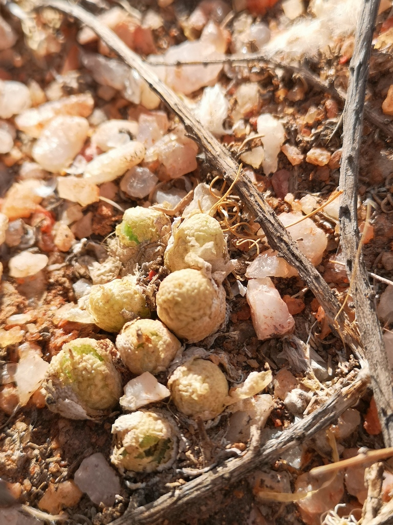 Conophytum vanheerdei, Namakwa, ZA-NC, ZA