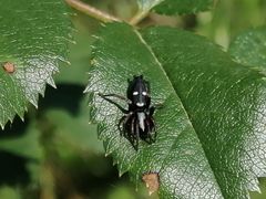 Aphantaulax trifasciata