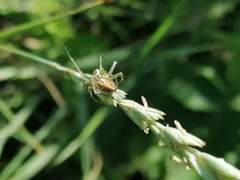 Oxyopes lineatus