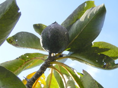 Casasia longipes