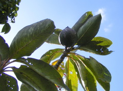 Casasia longipes