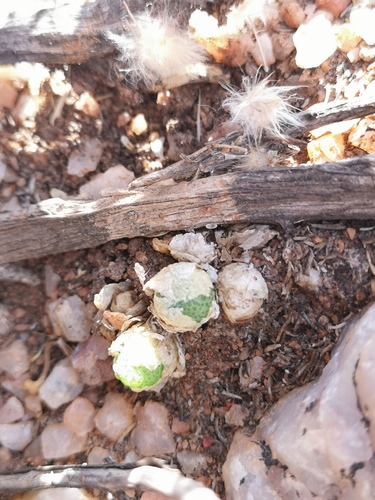 Conophytum vanheerdei