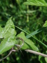 Oxyopes lineatus
