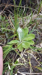 Primula incana