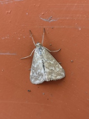 Evergestis frumentalis