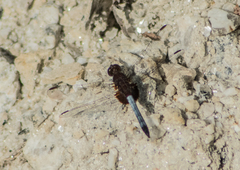 Erythrodiplax unimaculata