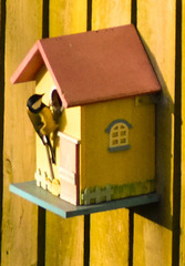 Parus major