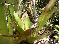 Wittmackia polycephala