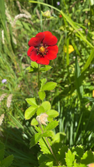 Potentilla thurberi