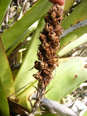 Wittmackia polycephala