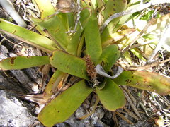 Wittmackia polycephala