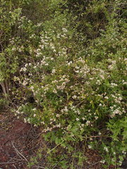 Alternanthera echinocephala