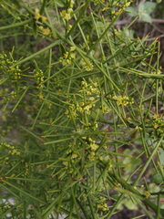 Scutia spicata pauciflora