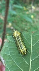 Scopelodes contracta