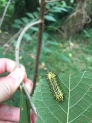 Scopelodes contracta