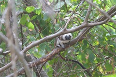 Saguinus oedipus