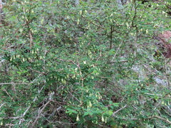 Lonicera kawakamii