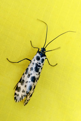 Semblis phalaenoides