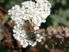 Stenopterus atricornis