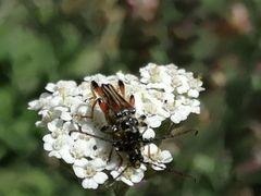 Stenopterus atricornis