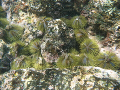 Lytechinus semituberculatus