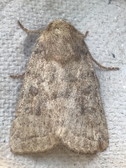 Hoplodrina octogenaria