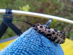 Semblis phalaenoides