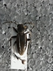 Neodorcadion bilineatum