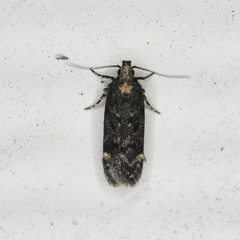 Chionodes thoraceochrella