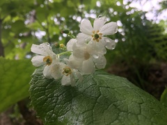 Diphylleia