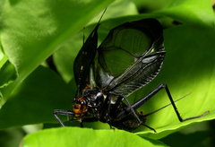Homoeogryllus orientalis