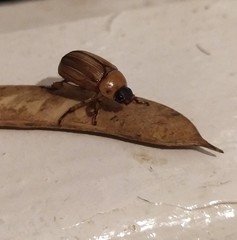 Scarabaeidae