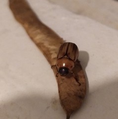 Scarabaeidae