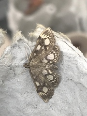 Anania coronata
