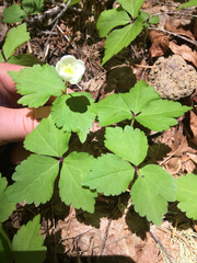 Anemonastrum deltoideum