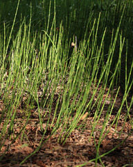 Equisetum × moorei