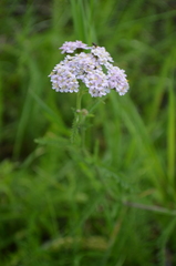 Achillea millefolium