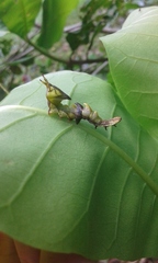 Nystalea ebalea