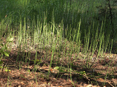 Equisetum × moorei